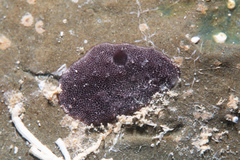 Chelonaplysilla violacea