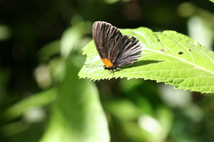 Hades noctula