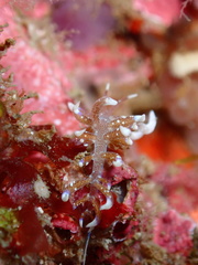 Phyllodesmium macphersonae