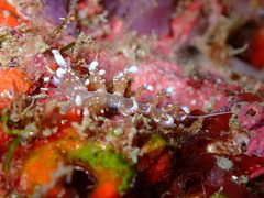 Phyllodesmium macphersonae