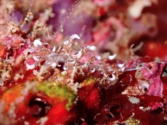 Phyllodesmium macphersonae