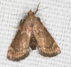 Hypsopygia phoezalis