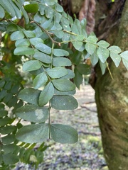 Gleditsia sinensis