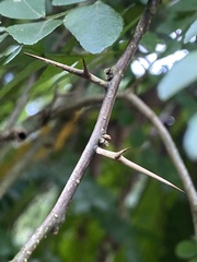 Gleditsia sinensis