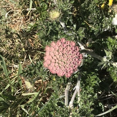 Daucus carota gummifer