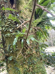 Gleditsia sinensis
