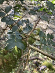 Gleditsia sinensis
