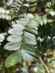 Gleditsia sinensis