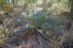 Cycas candida
