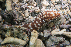 Holothuria hilla