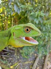 Enyalius iheringii