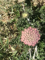 Daucus carota gummifer