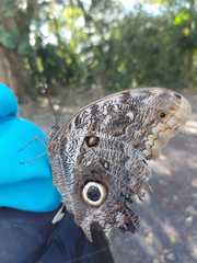 Caligo brasiliensis