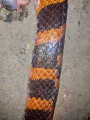 Oxyrhopus clathratus