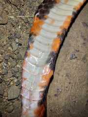Oxyrhopus clathratus