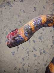 Oxyrhopus clathratus