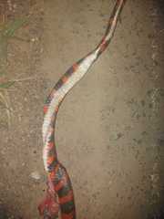 Oxyrhopus clathratus