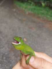 Enyalius iheringii