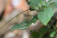 Perophthalma tullius