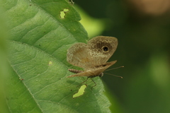 Perophthalma tullius