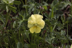 Viola oreades