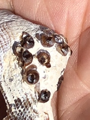 Dendropoma corrodens