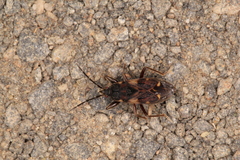 Eremocoris podagricus