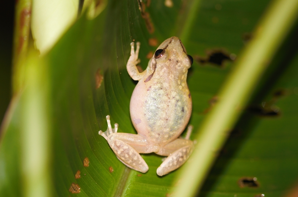 Boeseman's Snouted Treefrog