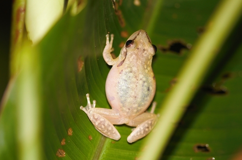 Boeseman's Snouted Treefrog