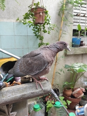 Patagioenas picazuro