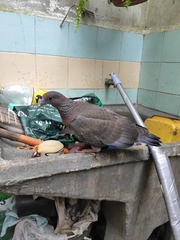 Patagioenas picazuro