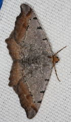 Macaria adonis