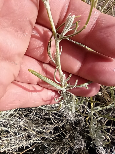 Senecio leucostachys