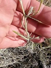 Senecio leucostachys