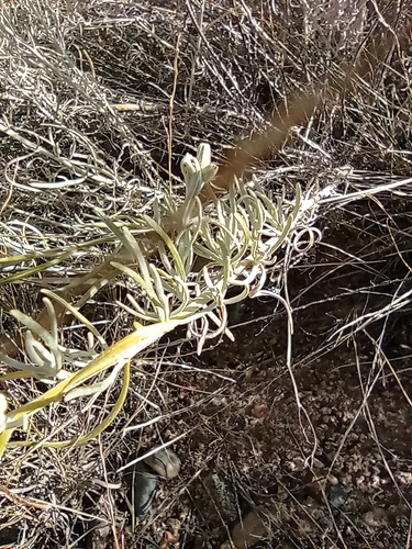 Senecio leucostachys, photograph 2