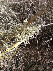 Senecio leucostachys