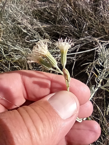 Senecio leucostachys, photograph 3