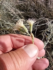 Senecio leucostachys