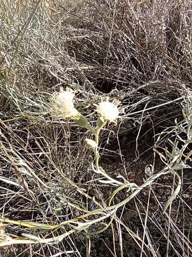 Senecio leucostachys, photograph 4
