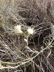 Senecio leucostachys