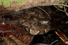 Bothrops muriciensis