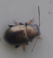 Chaetocnema hortensis