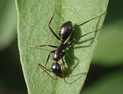 Camponotus ionius