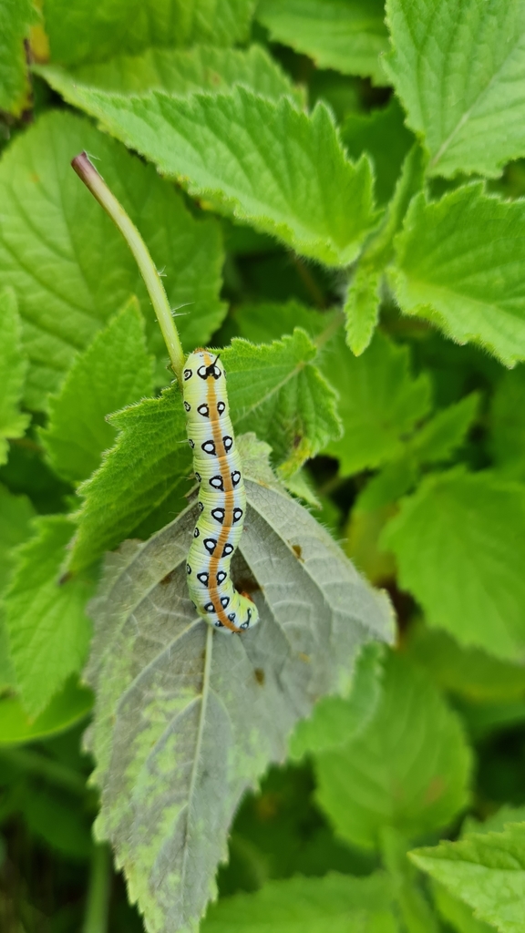 Neogene dynaeus