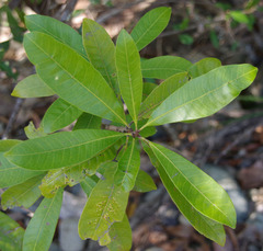 Buchanania arborescens