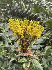 Berberis × hortensis