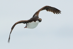 Leucocarbo georgianus