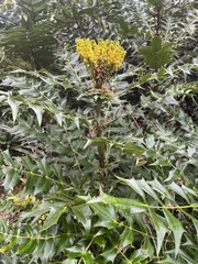 Berberis × hortensis