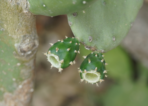Opuntia cochenillifera