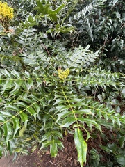 Berberis × hortensis